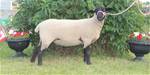 Sheep Trax Marigold 430M
